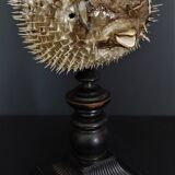 Naturalized fish diodon holocanthus on base