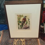 Ornithological engraving