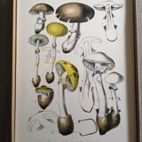 Lot de 3 planches botaniques mycologie champignon vintage