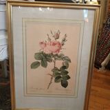 Gravure Rose de Redouté