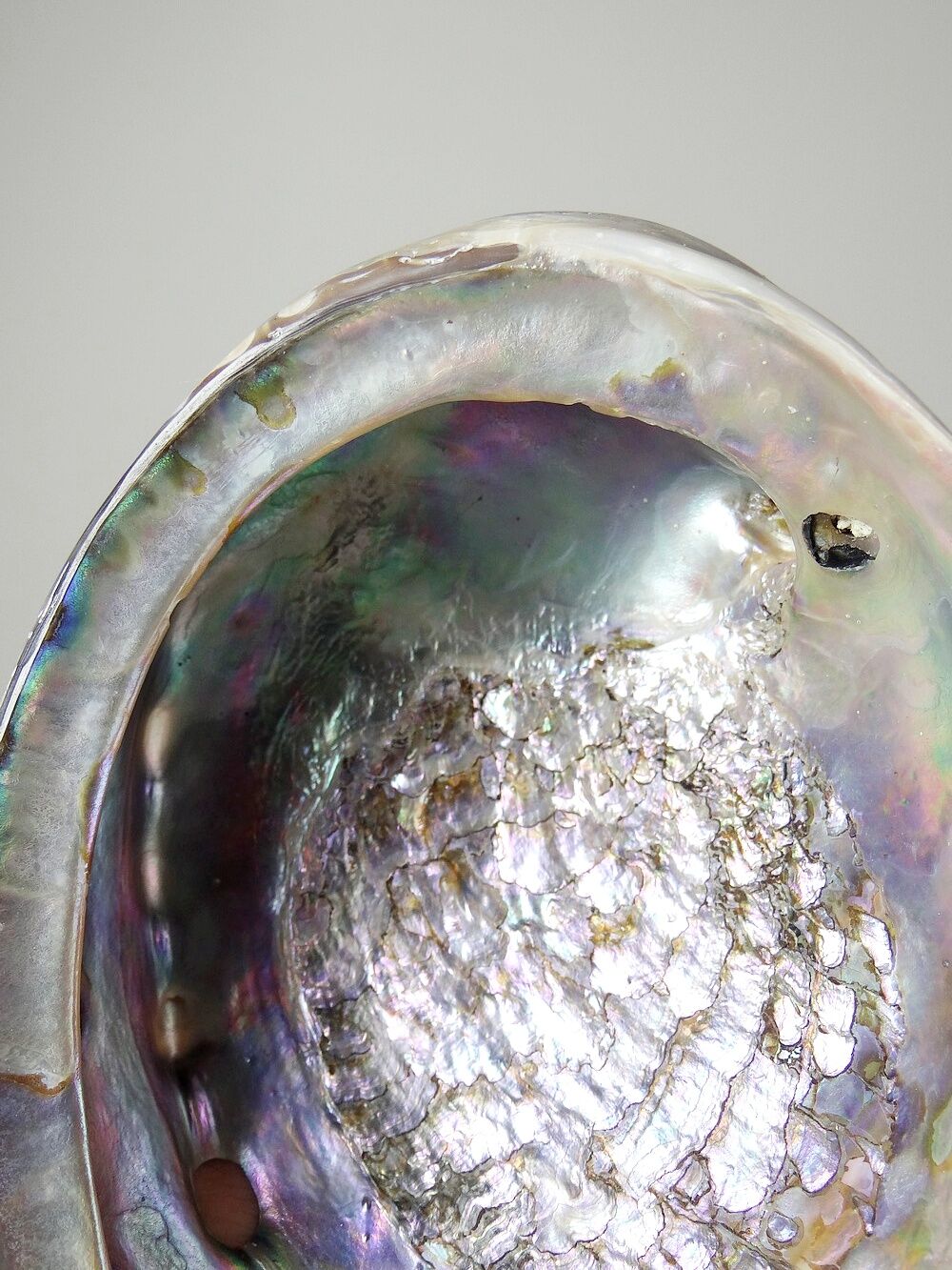 Large polished abalone shell, curiosity item, vintage 20th century.