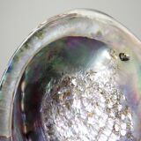 Large polished abalone shell, curiosity item, vintage 20th century.