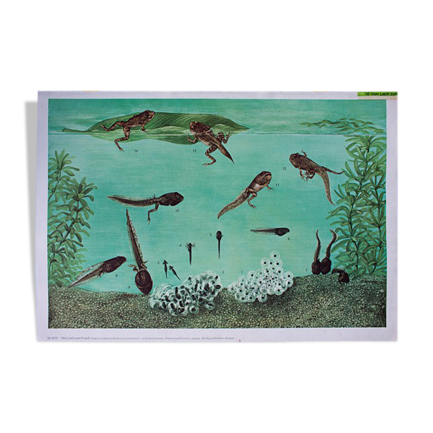 Poster "frog" Dr. Heinz Schneider published by Offsetdruckerei Friecke & Co 1953