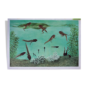Affiche grenouille