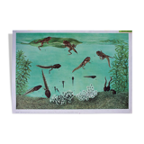 Poster "frog" Dr. Heinz Schneider published by Offsetdruckerei Friecke & Co 1953