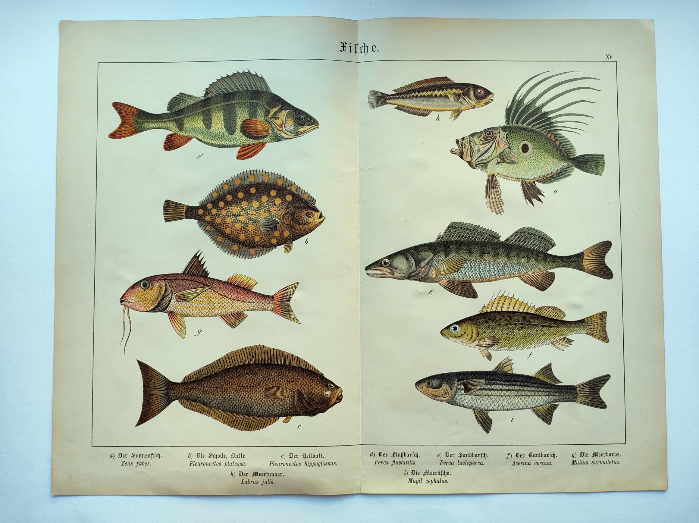 1898 Engraving - Fish - Perch and Halibut - Large Vintage Lithograph