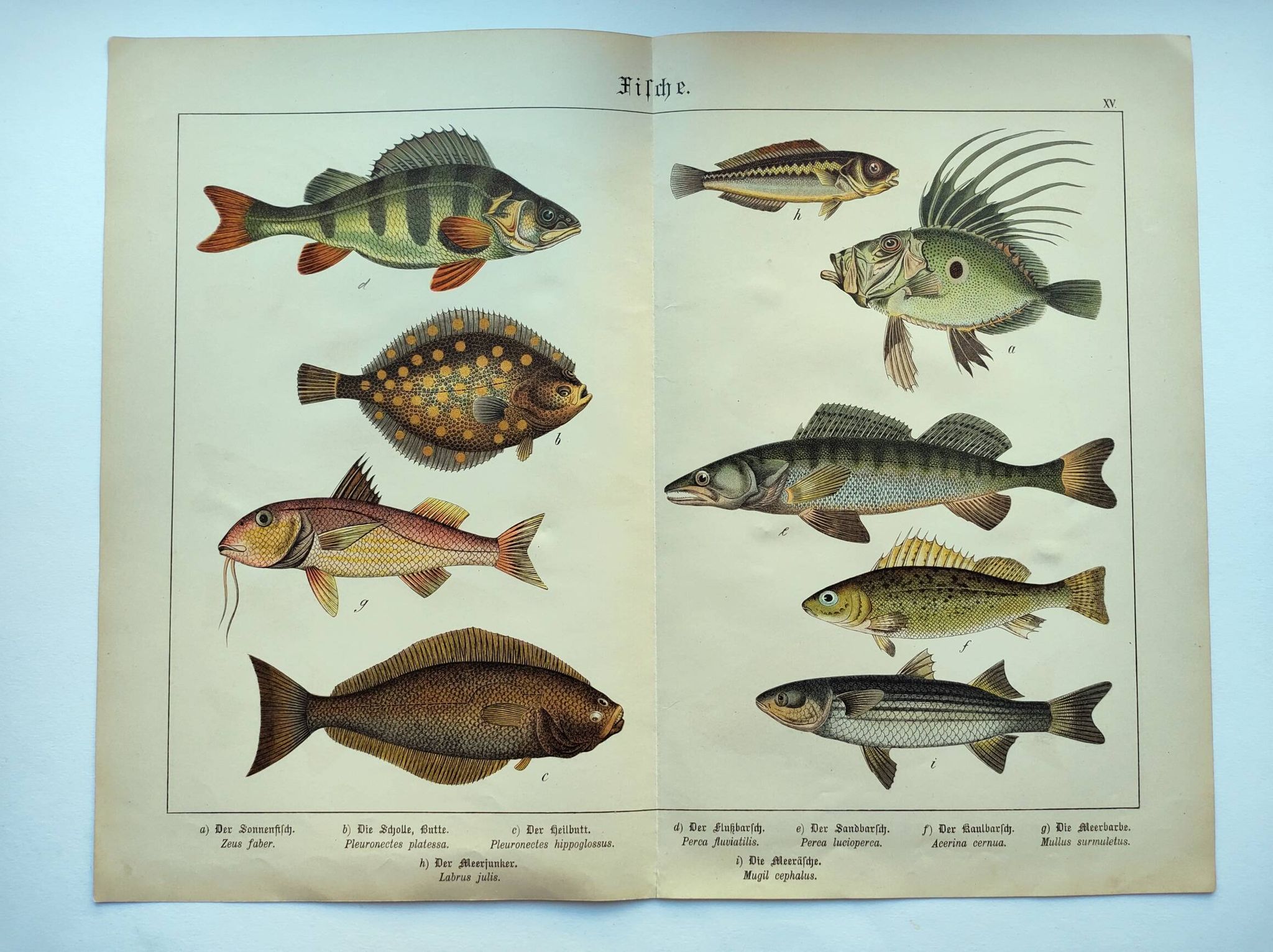 Gravure de 1898 - Poissons - Perche et Flétan- Grande Lithographie Vintage