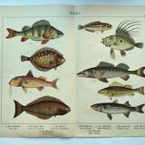 1898 Engraving - Fish - Perch and Halibut - Large Vintage Lithograph