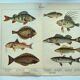 1898 Engraving - Fish - Perch and Halibut - Large Vintage Lithograph