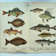 Gravure de 1898 - Poissons - Perche et Flétan- Grande Lithographie Vintage