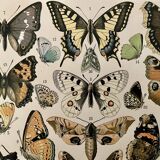 Lithograph engraving butterflies of Europe from 1897