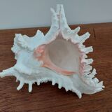 Giant natural decorative shell