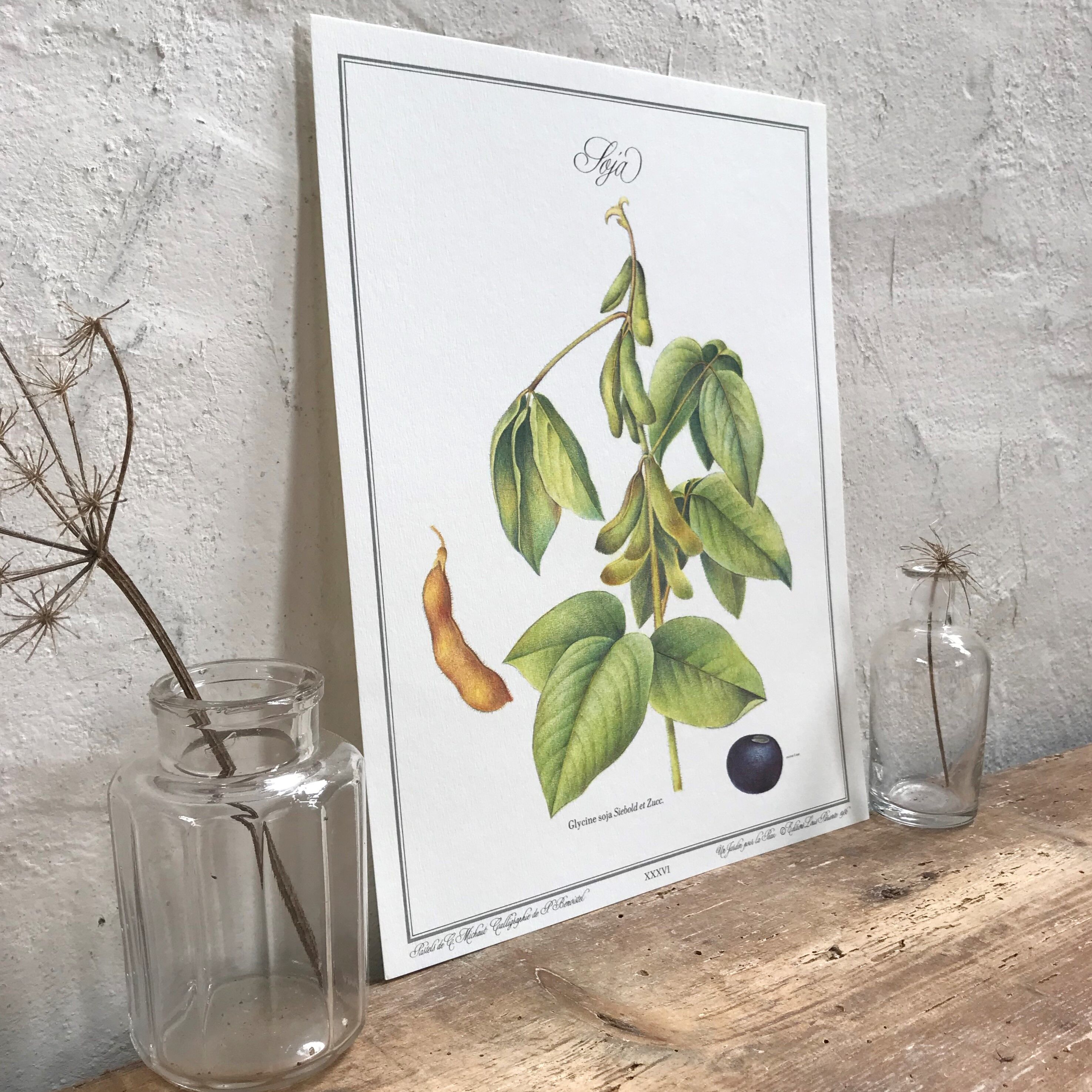 Botanical plank soybeans