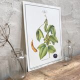 Botanical plank soybeans