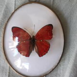 Papillon rouge naturalisé encadré dans un cadre ovale bombé