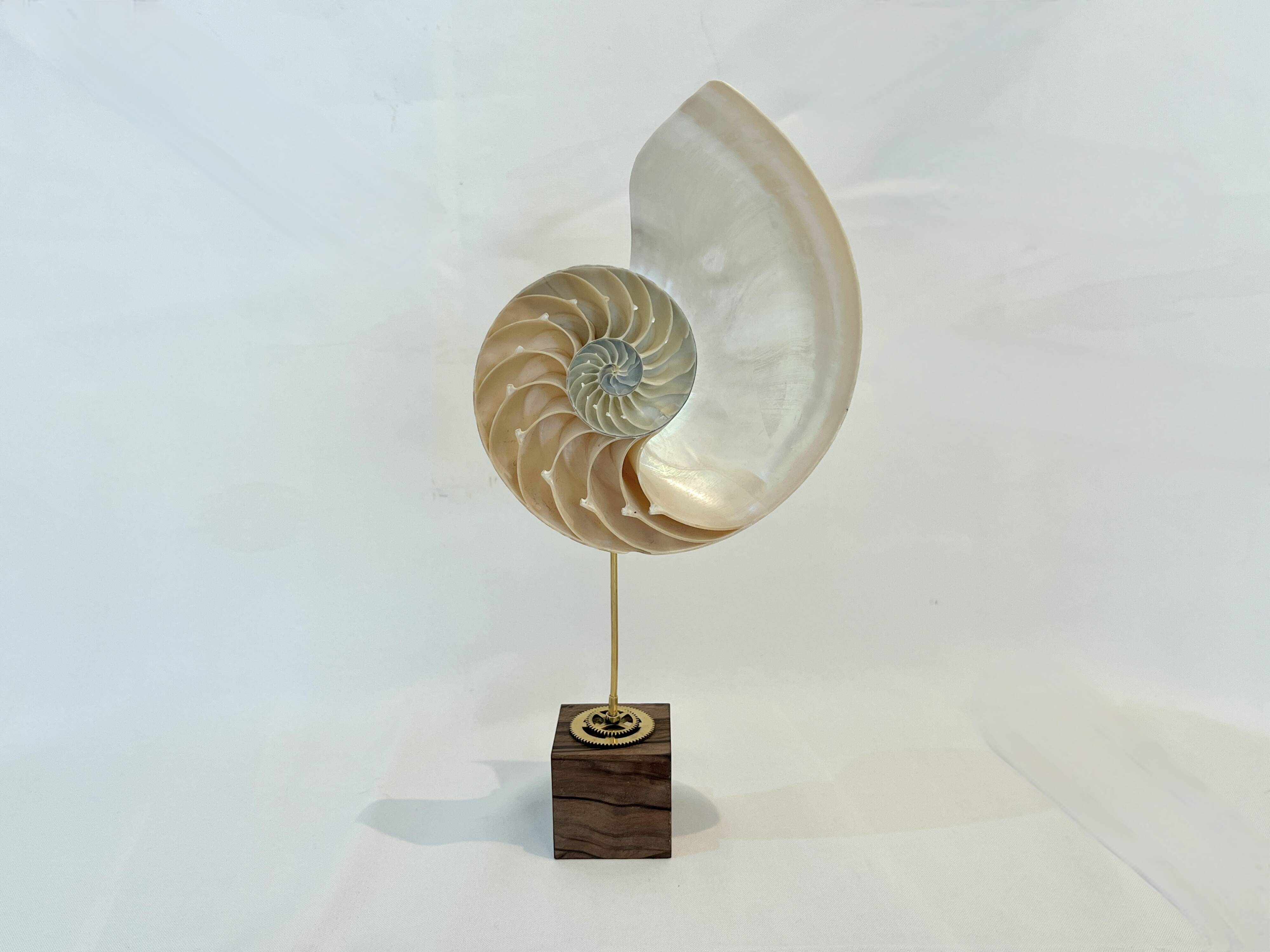 Antique large half nautilus on wooden base cabinet of curiosities