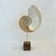 Antique large half nautilus on wooden base cabinet of curiosities