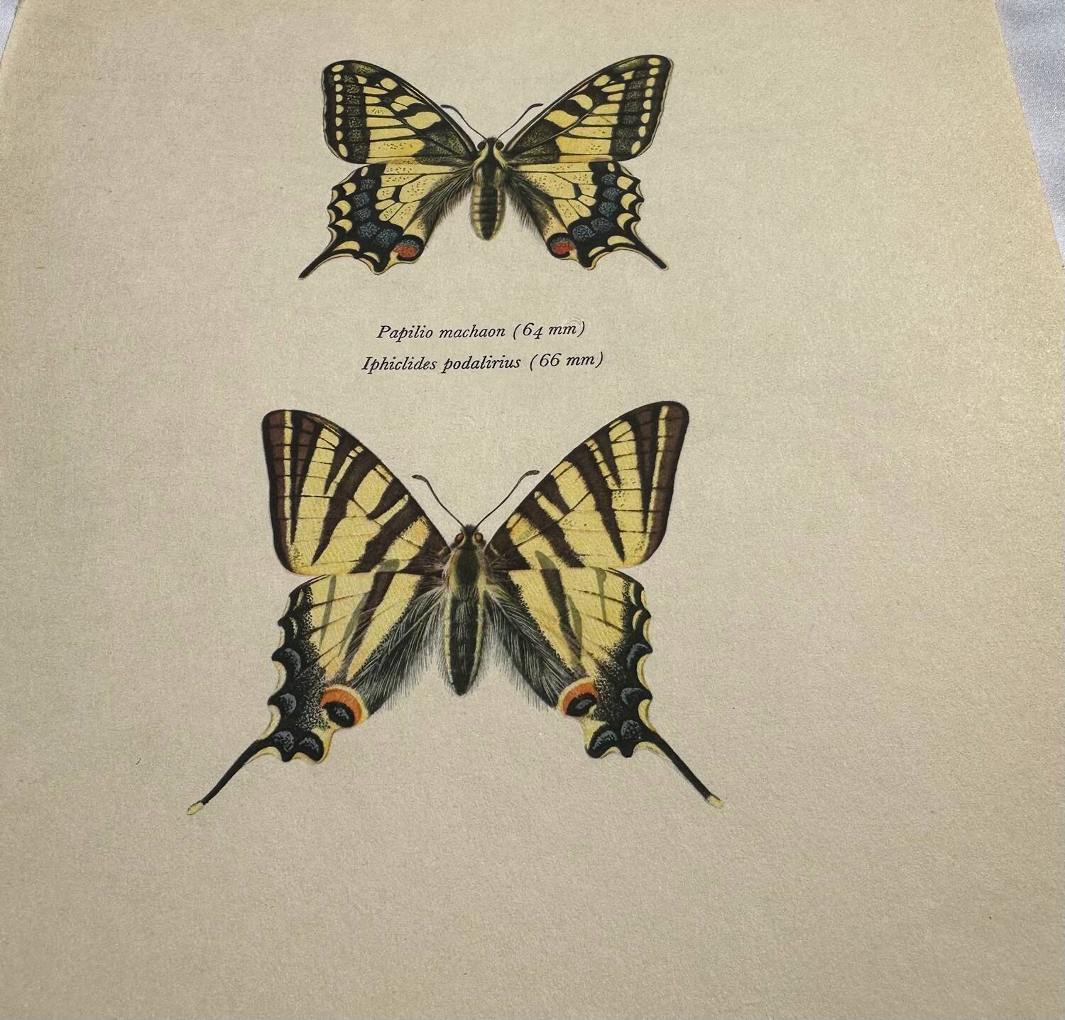 Antique engraving of a colorful butterfly from the early 1900s, a naturalist botanical plate
