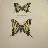 Antique engraving of a colorful butterfly from the early 1900s, a naturalist botanical plate