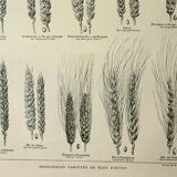 Old engraving 1922, Wheat 1, varieties of wheat, cereals, flour • Lithograph, Original plate