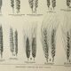 Old engraving 1922, Wheat 1, varieties of wheat, cereals, flour • Lithograph, Original plate