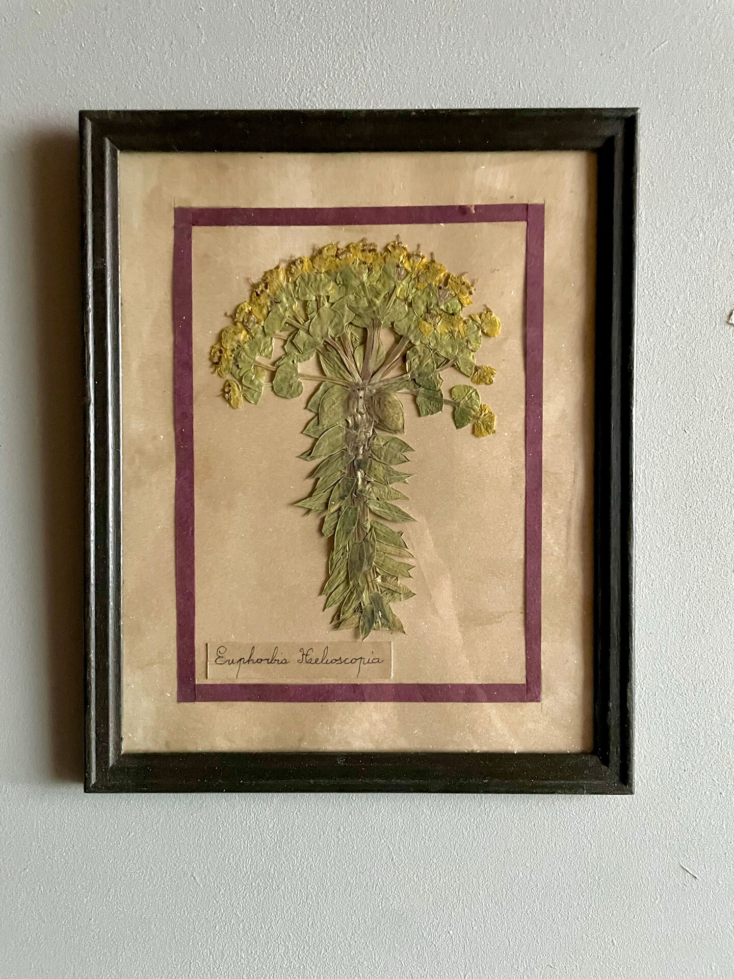 Set of 6 botanical plates