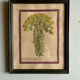 Set of 6 botanical plates