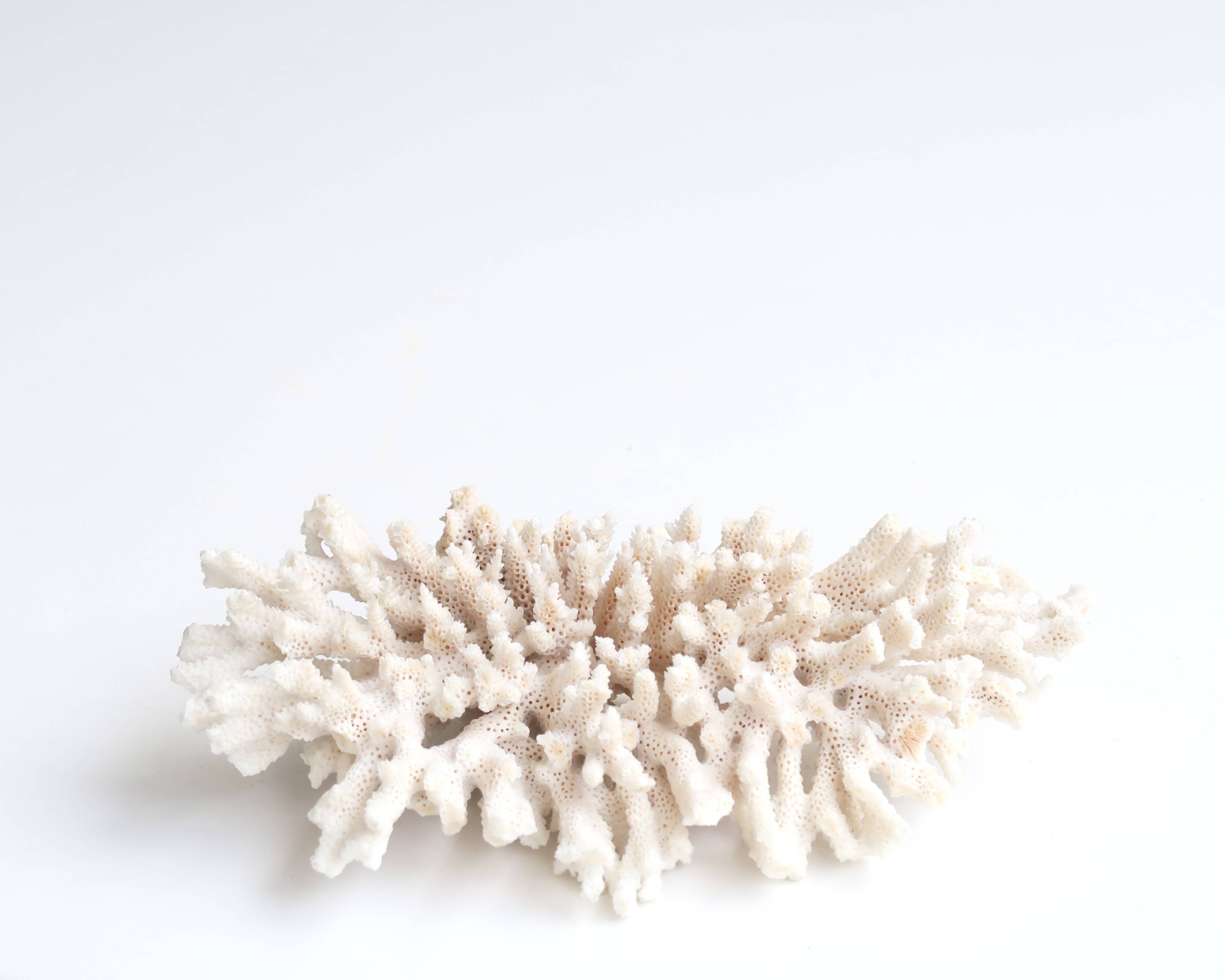 White coral, 70s