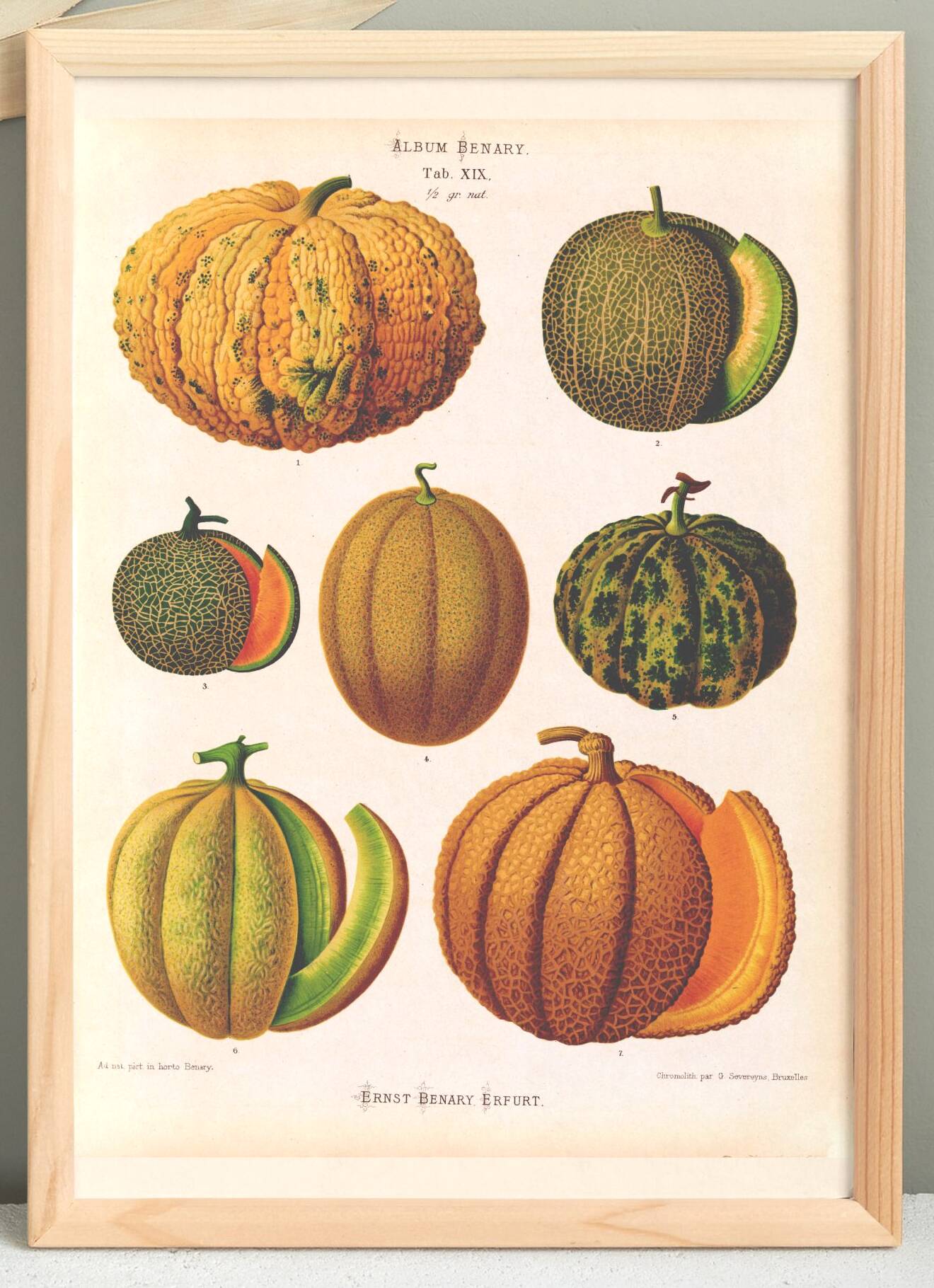 Poster about melons, based on an old engraving from 1886.