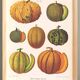 Poster about melons, based on an old engraving from 1886.
