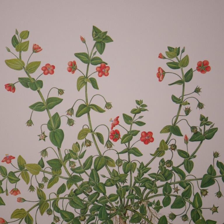 Botanical board Mouron des champs