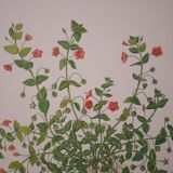 Botanical board Mouron des champs