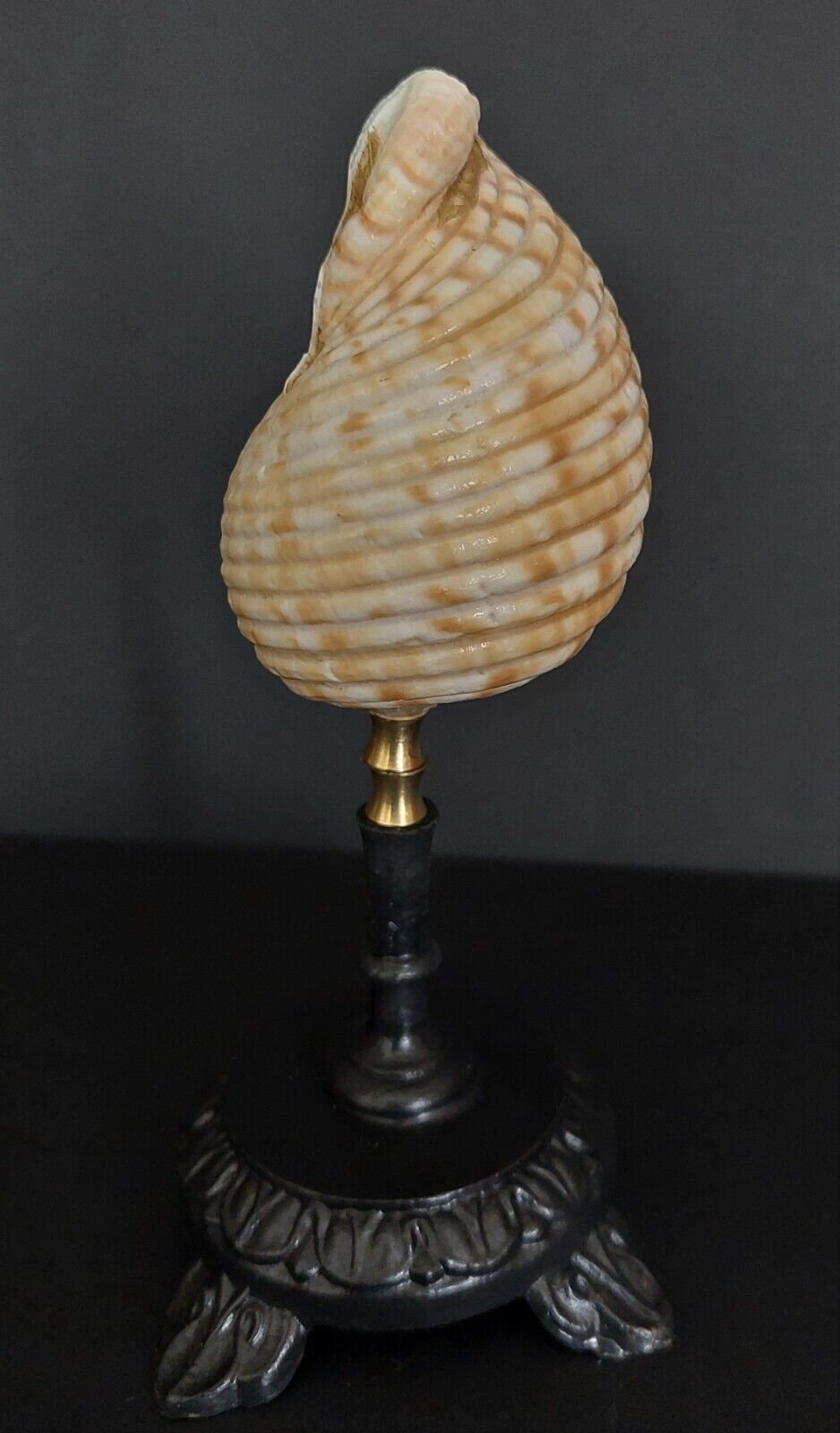 Cabinet of curiosities shell tonna luteostoma on base