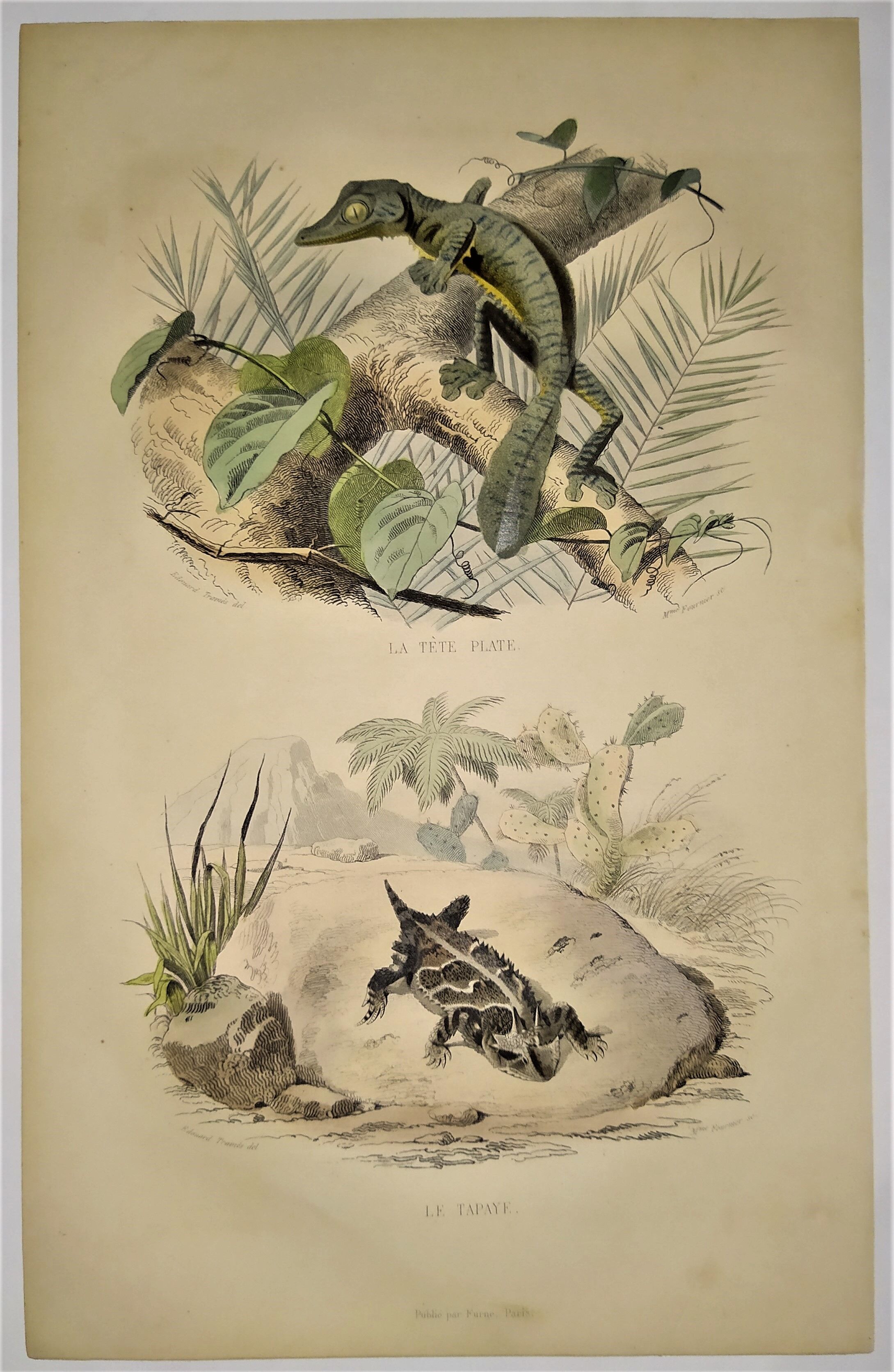 Original zoological plate of 1839 " la tête plate & le tapaye "