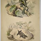 Planche zoologique originale de 1839 " la tête plate & le tapaye "