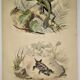 Original zoological plate of 1839 " la tête plate & le tapaye "