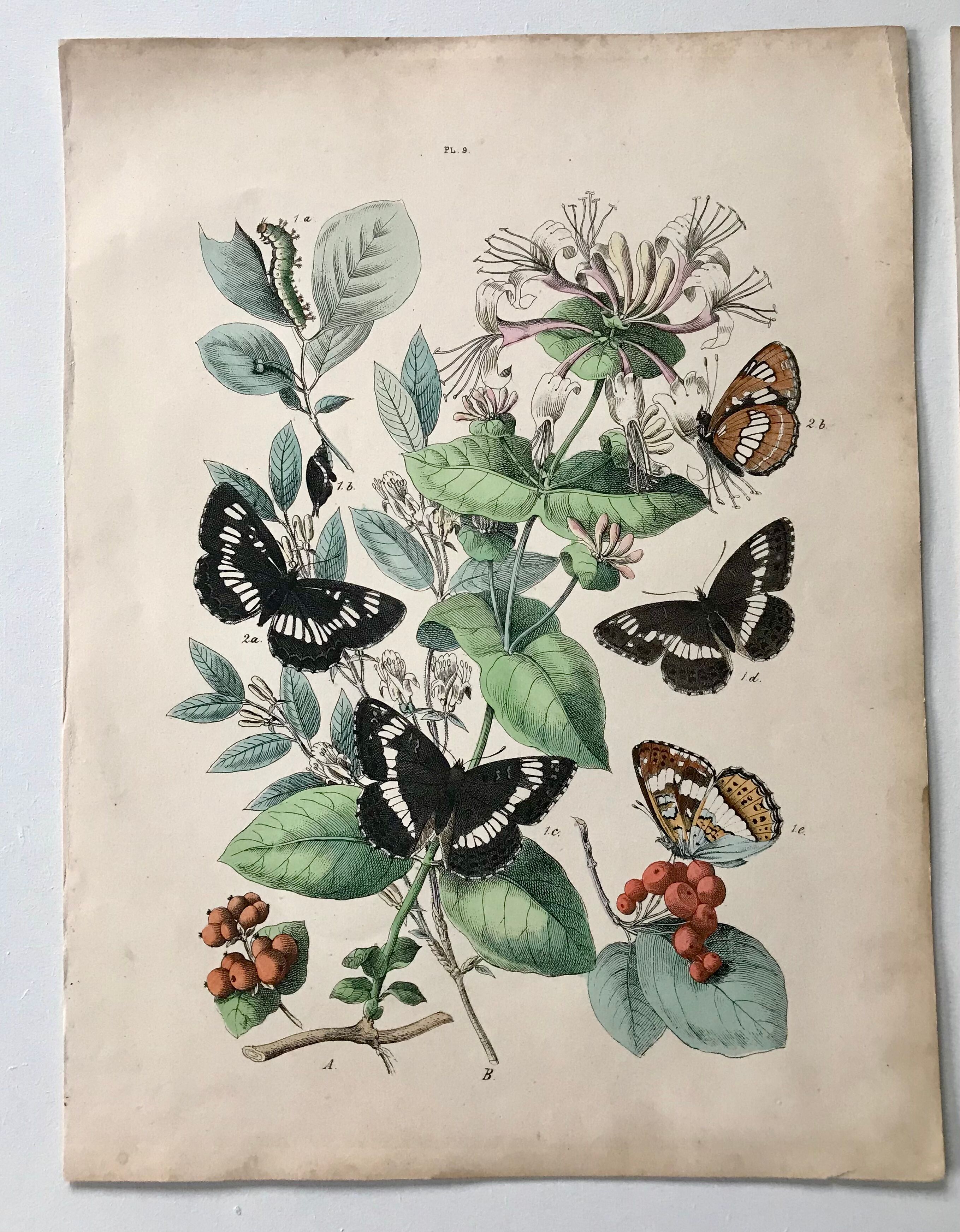 Botanical posters and butterflies 1876