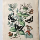Botanical posters and butterflies 1876