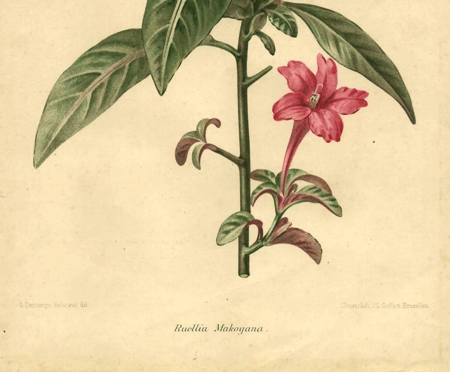 Antique botanical engraving from 1896. Descamps-Sabouret. Ruellia. Flower