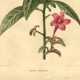 Antique botanical engraving from 1896. Descamps-Sabouret. Ruellia. Flower