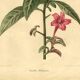 Antique botanical engraving from 1896. Descamps-Sabouret. Ruellia. Flower