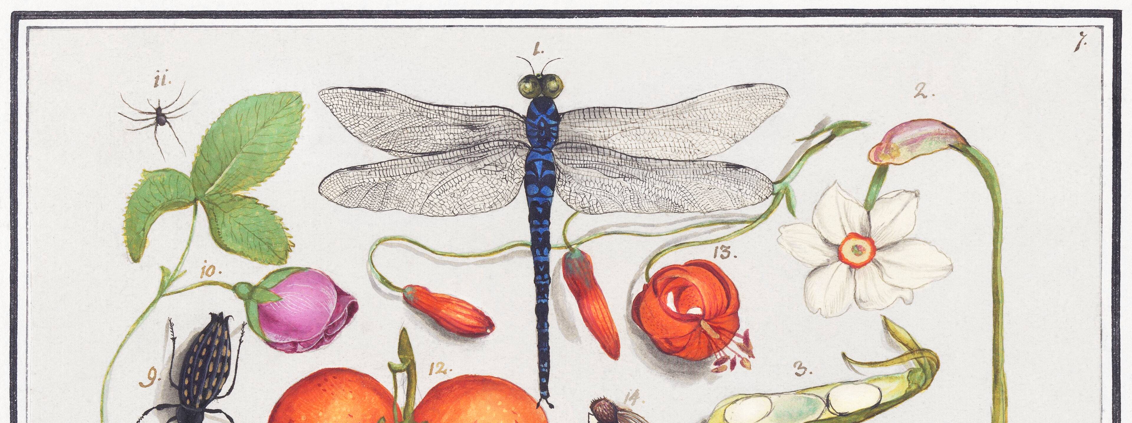 Small poster on insects and plants, based on an old engraving