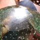 Large Murano green bullicante ashtray – vintage blown Italian glass – empty