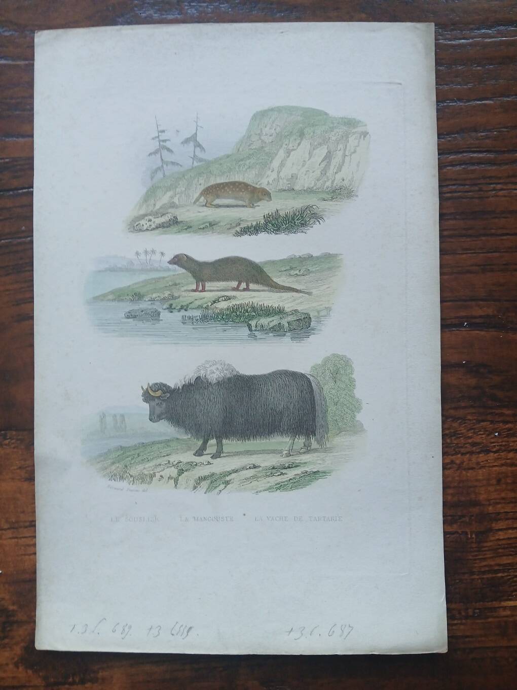 Poster - old zoological engraving - souslik/mongoose/cow (mid 19th century)