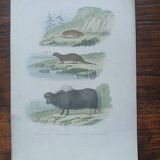 Poster - old zoological engraving - souslik/mongoose/cow (mid 19th century)