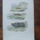 Poster - old zoological engraving - souslik/mongoose/cow (mid 19th century)