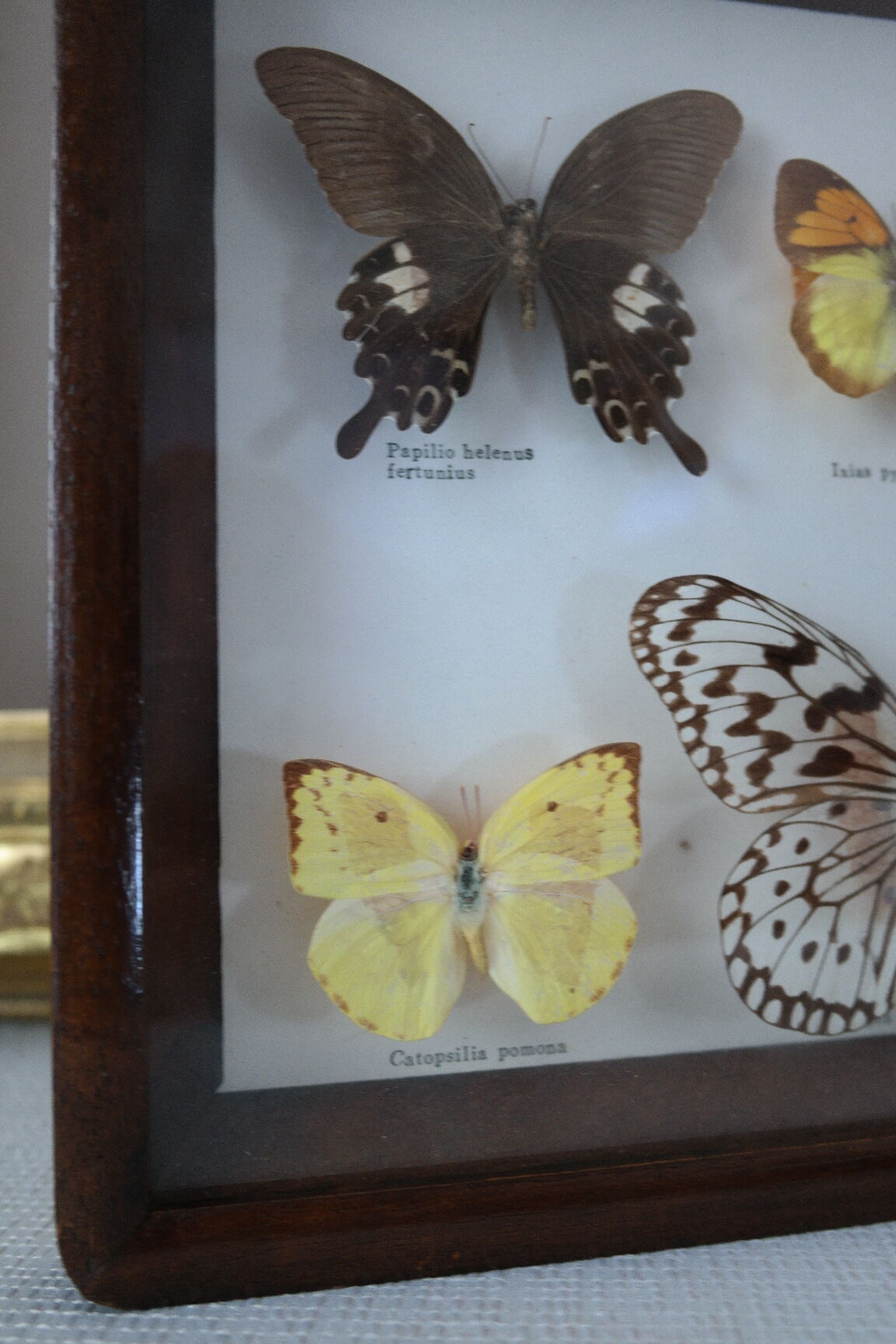 Papillons naturalisés sous cadre bois et verre vintage