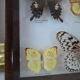 Papillons naturalisés sous cadre bois et verre vintage