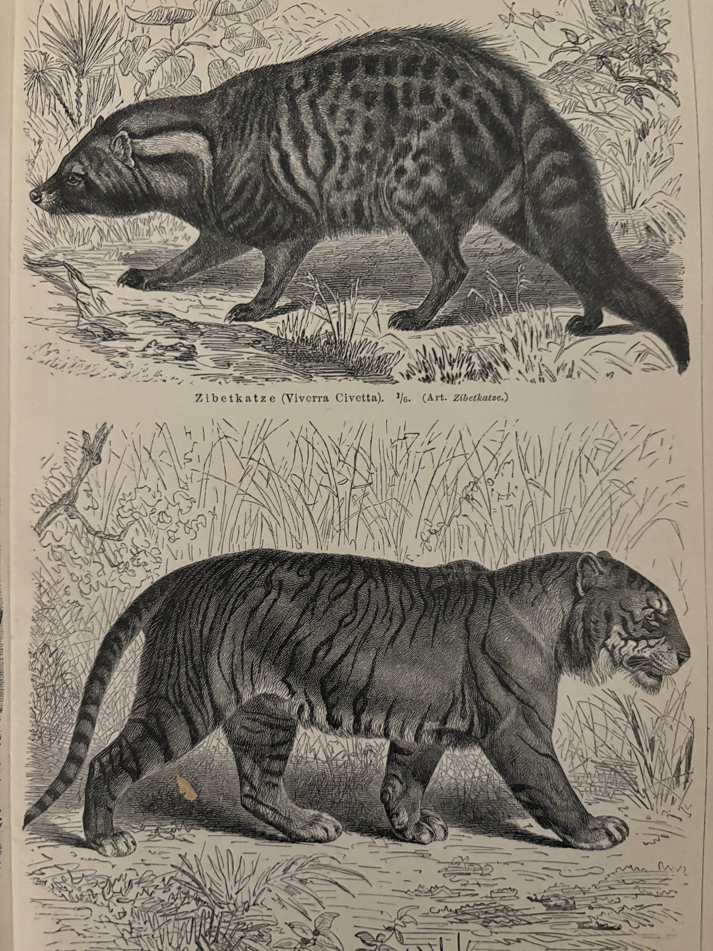 Vintage engraving of felines (lion, tiger, lynx) – 1890