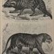 Vintage engraving of felines (lion, tiger, lynx) – 1890